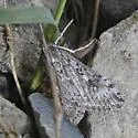 Udea brevipalpis - Hodges#5093