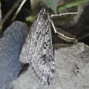 Udea brevipalpis - Hodges#5093 - photo 2