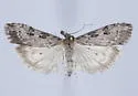Udea brevipalpis - Hodges#5093 - photo 4