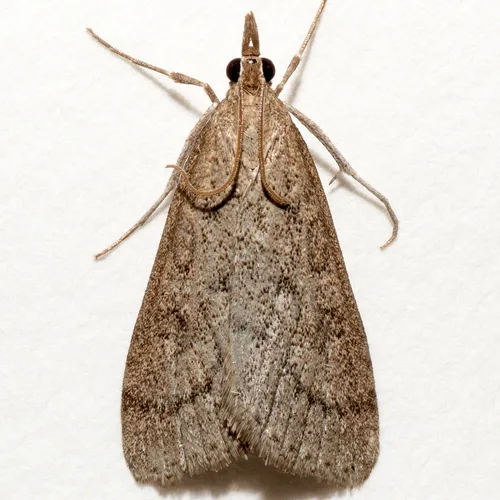 Udea indistinctalis - Hodges#5090