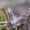 Udea inquinatalis - Hodges#5086