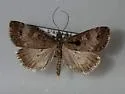 Udea inquinatalis - Hodges#5086 - photo 2