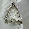 Udea inquinatalis - Hodges#5086 - photo 3