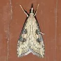 Udea itysalis - Hodges#5099
