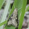Udea itysalis - Hodges#5099 - photo 2