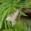 Udea itysalis - Hodges#5099 - photo 3
