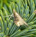 Udea itysalis - Hodges#5099 - photo 4