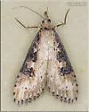 Udea itysalis - Hodges#5099 - photo 5