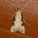 Udea livida - Hodges#5097