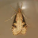 Udea livida - Hodges#5097 - photo 2