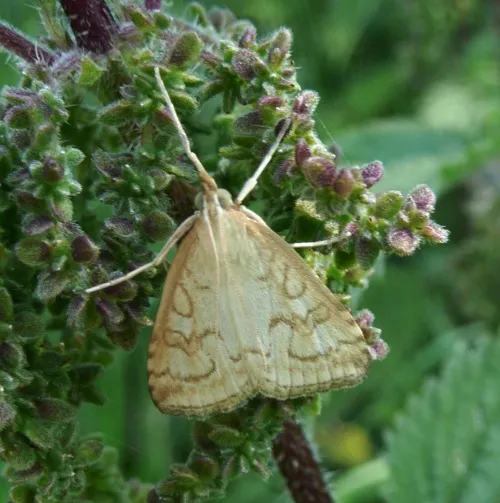 Udea lutealis