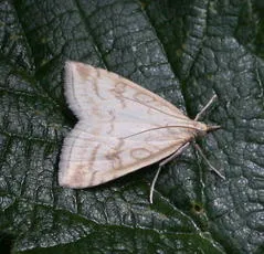 Udea lutealis - photo 2