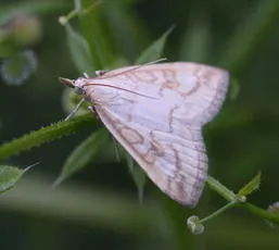 Udea lutealis - photo 3