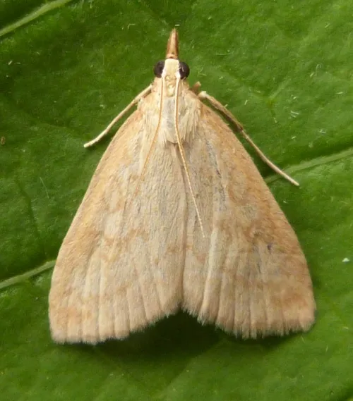 Udea lutealis - photo 4