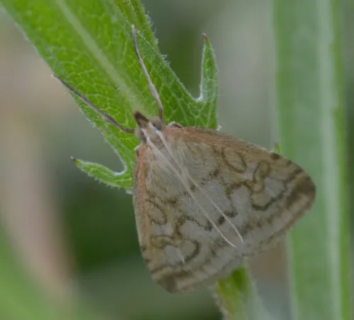 Udea lutealis - photo 5