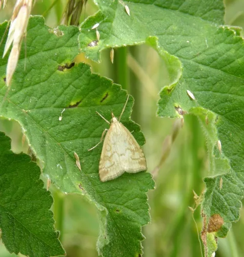 Udea lutealis - photo 7