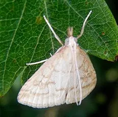 Udea lutealis - photo 8