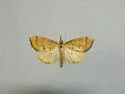 Udea octosignalis - Hodges#5082 - Udea octosignalis