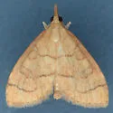Udea octosignalis - Hodges#5082 - photo 2