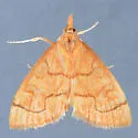 Udea octosignalis - Hodges#5082 - photo 3