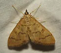 Udea octosignalis - Hodges#5082 - photo 4