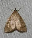 Udea octosignalis - Hodges#5082 - photo 5