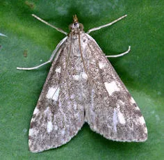 Udea olivalis - Udea olivalis