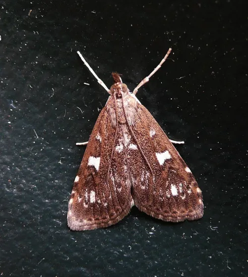 Udea olivalis - photo 2
