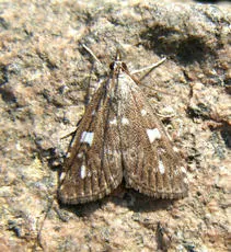 Udea olivalis - photo 3