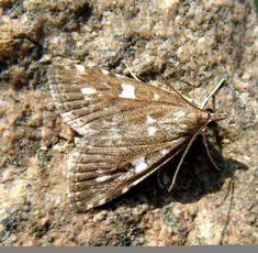 Udea olivalis - photo 7