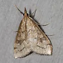 Udea profundalis - Hodges#5080 - Udea profundalis
