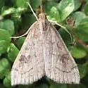 Udea profundalis - Hodges#5080 - photo 2