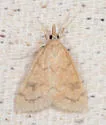 Udea profundalis - Hodges#5080 - photo 3