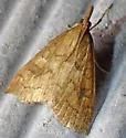 Udea profundalis - Hodges#5080 - photo 4