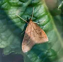 Udea profundalis - Hodges#5080 - photo 5