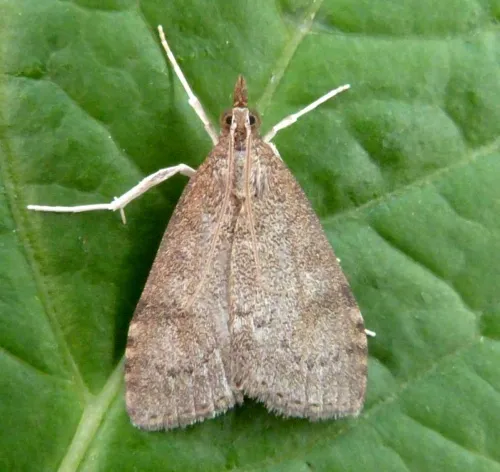 Udea prunalis - photo 2