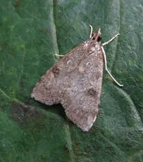 Udea prunalis - photo 3