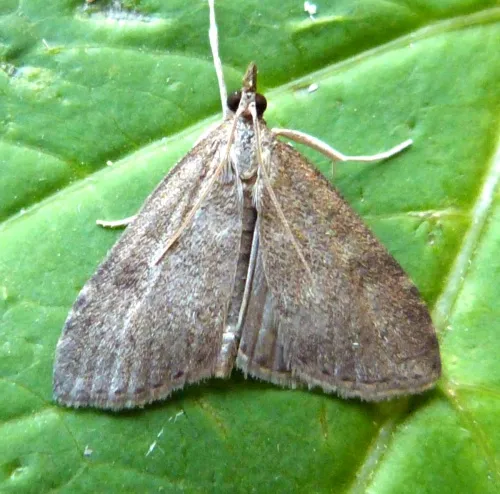 Udea prunalis - photo 4