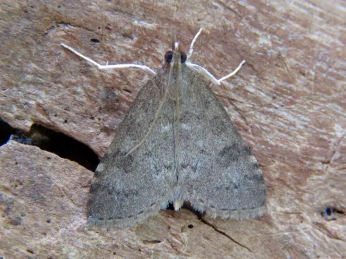 Udea prunalis - photo 5