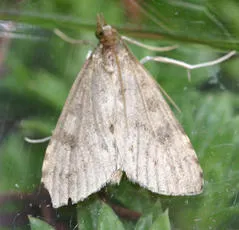 Udea prunalis - photo 6
