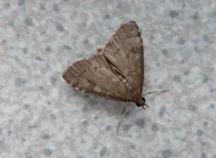 Udea prunalis - photo 7