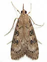 Udea turmalis - Hodges#5098 - Udea turmalis