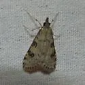 Udea turmalis - Hodges#5098 - photo 3