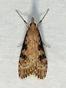 Udea turmalis - Hodges#5098 - photo 4