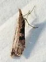 Udea turmalis - Hodges#5098 - photo 5