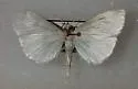 Udea vacunalis - Hodges#5083