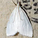 Udea vacunalis - Hodges#5083 - photo 2