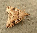 Udea washingtonalis - Hodges#5081 - photo 2