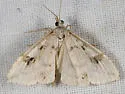 Udea washingtonalis - Hodges#5081 - photo 4
