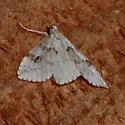 Udea washingtonalis - Hodges#5081 - photo 5